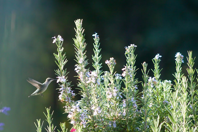 When do you remove hummingbird feeders?
